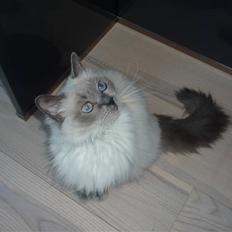 Ragdoll Perle