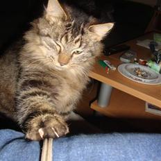 Norsk Skovkat tøsen