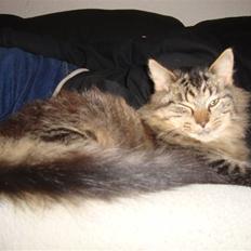 Norsk Skovkat tøsen