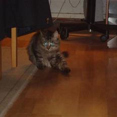 Norsk Skovkat tøsen