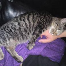 Blanding af racer OLLI (Rasmus's kat)