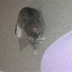 Blanding af racer royal <3