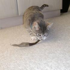 Blanding af racer royal <3