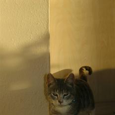 Blanding af racer royal <3