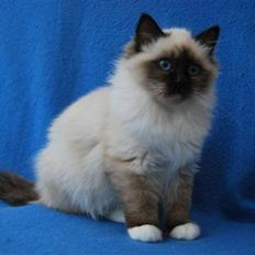 Hellig Birma Backkara's Rainbow.