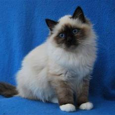 Hellig Birma Backkara's Rainbow.