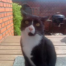 Huskat Gismo *R.I.P* Savner dig 