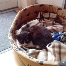 Huskat Gismo *R.I.P* Savner dig 