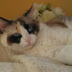 Ragdoll Big-Bang Karlsvognen Uma