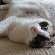 Ragdoll Big-Bang Karlsvognen Uma