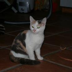 Huskat Pernille (død)