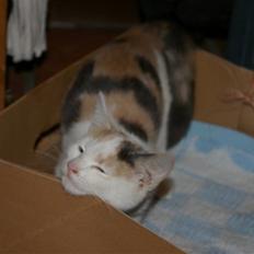 Huskat Pernille (død)