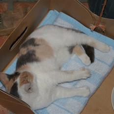 Huskat Pernille (død)