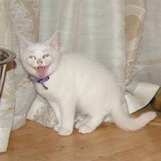 Blanding af racer Fido