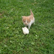 Blanding af racer Dumle