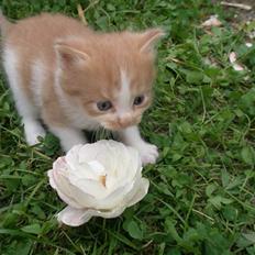 Blanding af racer Dumle