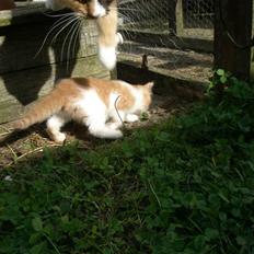 Blanding af racer Dumle