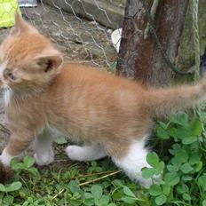 Blanding af racer Tumle