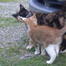 Blanding af racer Tumle