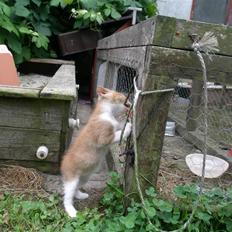 Blanding af racer Tumle