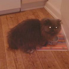 Perser Sofie. hvil i fred skat 