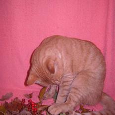 Blanding af racer Garfild <33 R.I.P 