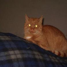 Blanding af racer Garfild <33 R.I.P 