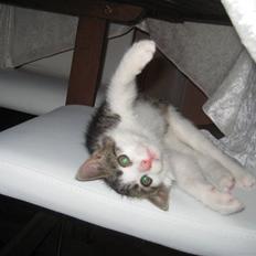 Blanding af racer Felix