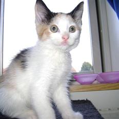 Blanding af racer Perle