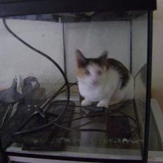 Blanding af racer Perle