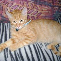 Blanding af racer Simba