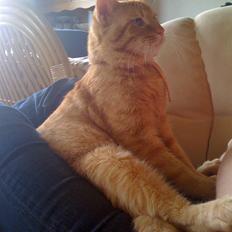 Blanding af racer Simba