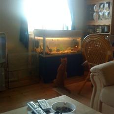 Blanding af racer Simba