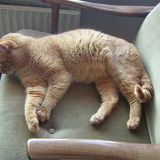 Blanding af racer Oliver <33