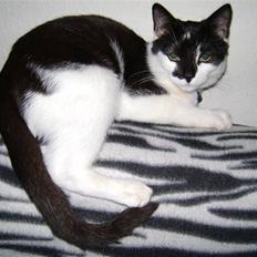 Manx Gizmo (Søger nyt hjem) 