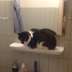 Manx Gizmo (Søger nyt hjem) 