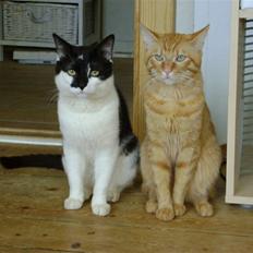 Manx Gizmo (Søger nyt hjem) 