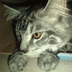 Blanding af racer Bamse R.I.P.