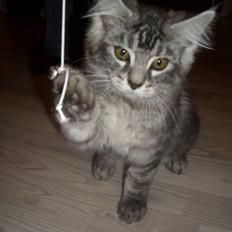 Blanding af racer Bamse R.I.P.