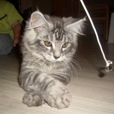 Blanding af racer Bamse R.I.P.