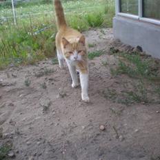 Huskat  Tiger  Forsvundet