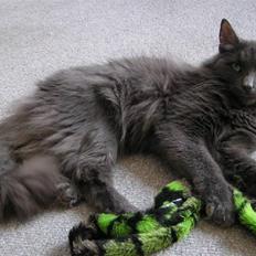 Norsk Skovkat Big-Bang M.. Gammaglimt