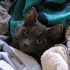 Norsk Skovkat Big-Bang M.. Gammaglimt