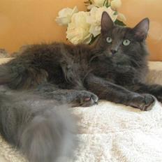 Norsk Skovkat Big-Bang M.. Gammaglimt