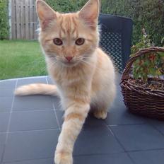 Blanding af racer Shrek