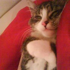 Blanding af racer India