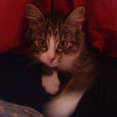 Blanding af racer India