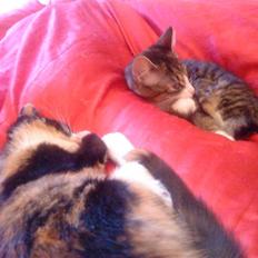 Blanding af racer China