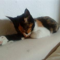 Blanding af racer China