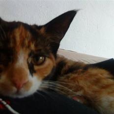 Blanding af racer China